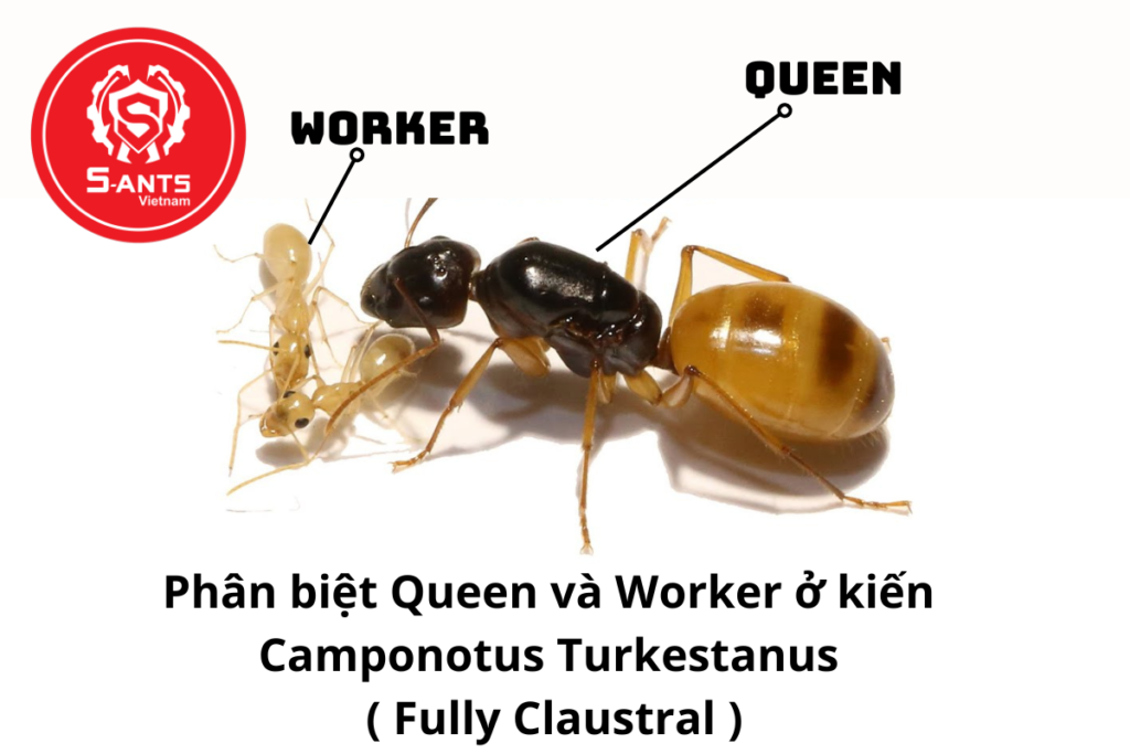 Cách Nuôi Nuôi Kiến