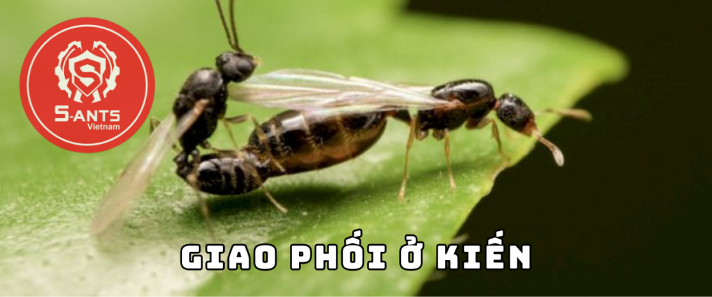 Giao Phối ở Kiến Cảnh