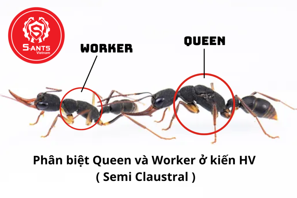 Cách Nuôi Nuôi Kiến 