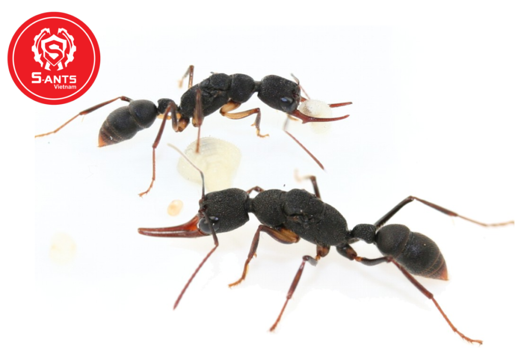 Harpegnathos Venator (2)