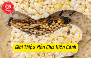 Cách Nuôi Kiến Cảnh