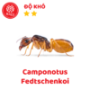 Camponotus Fedtschenkoi