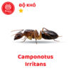 Camponotus Irritans