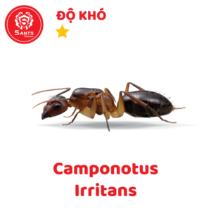 Camponotus Irritans