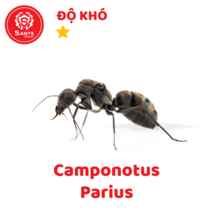 Camponotus Parius