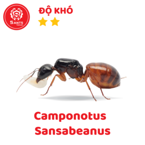 Camponotus Sansabeanus