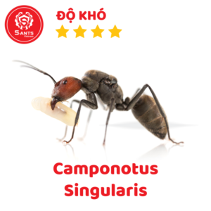 Camponotus Singularis