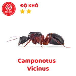 Camponotus Vicinus