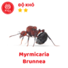 Myrmicaria Brunnea