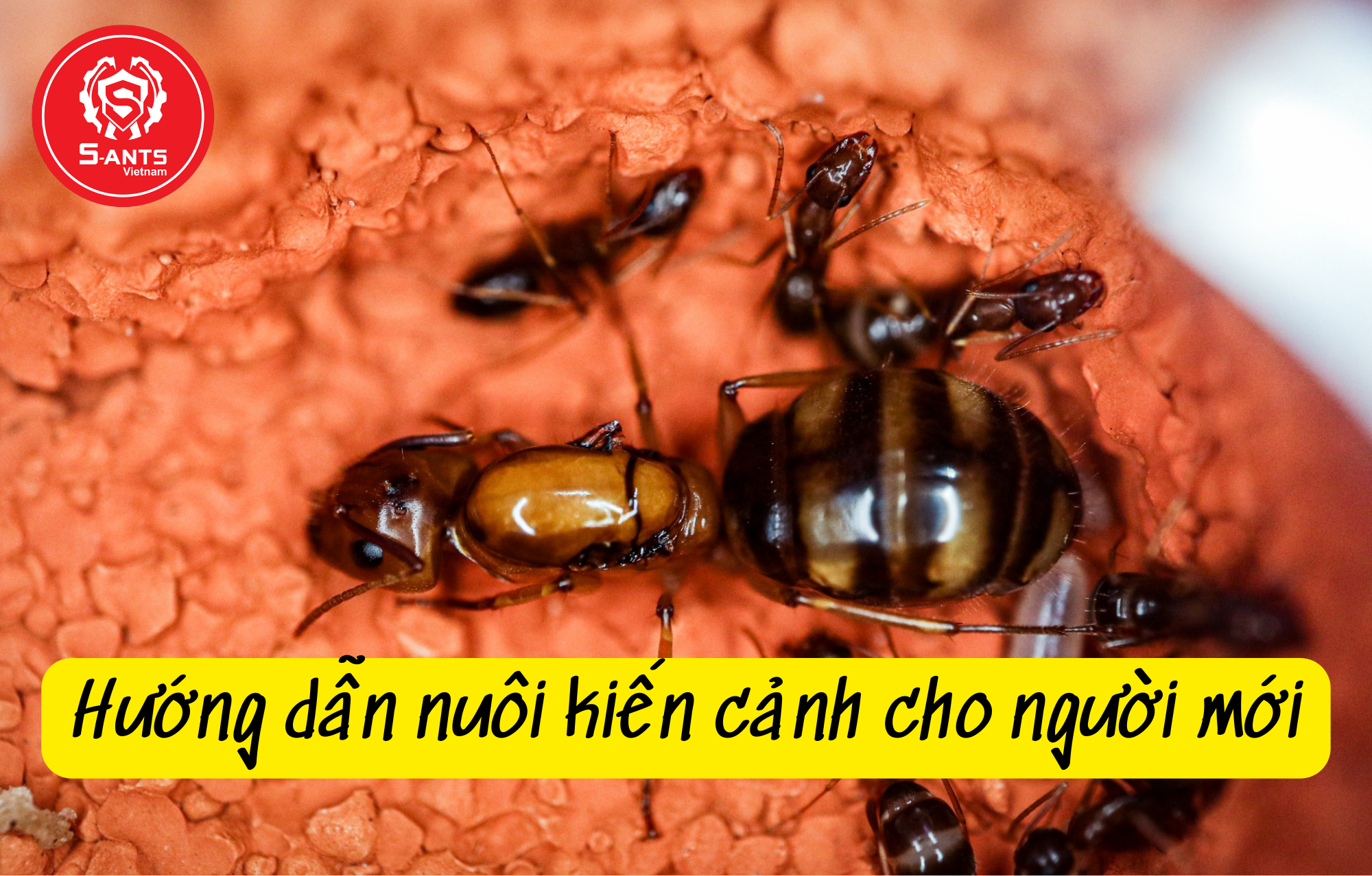 Hướng dẫn nuôi kiến cảnh cho người mới