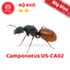 Camponotus US-CA02