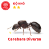Carebara Diversa