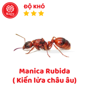 Manica Rubida