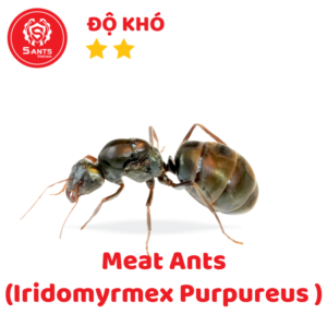 Meat Ants (Iridomyrmex Purpureus )