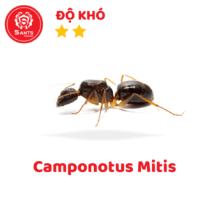Camponotus Mitis