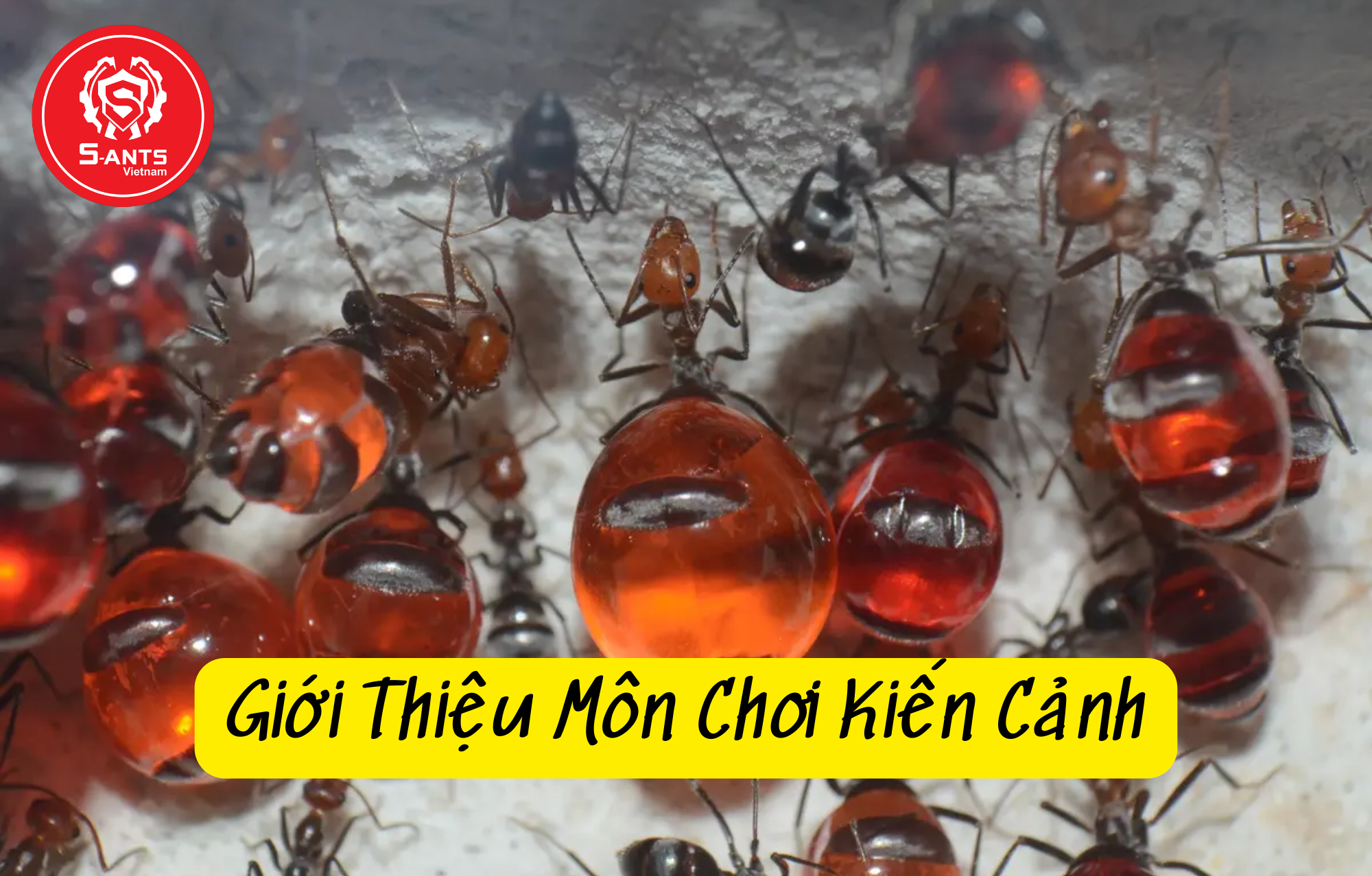 Giới thiệu môn chơi kiến cảnh