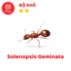 Solenopsis Geminata