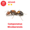 Camponotus Nicobarensis