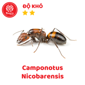 Camponotus Nicobarensis