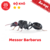 Messor Barbarus