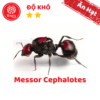 Messor Cephalotes