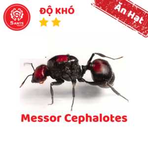 Messor Cephalotes